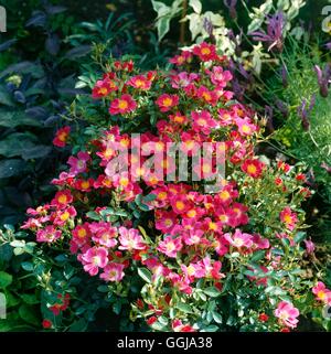 La couverture du sol Roses - Rosa 'Hertfordshire GCR044221' Banque D'Images