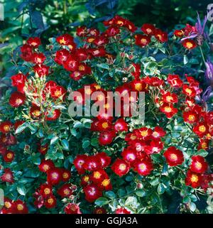 La couverture du sol Roses - Rosa 'Suffolk GCR044222' Banque D'Images