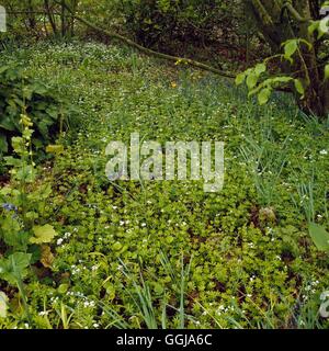 - Couvre-sol de Galium odoratum (Sweet Woodruff) (photos : Photos Hort/Spinners Hants) GDC Compulsor069208 Banque D'Images