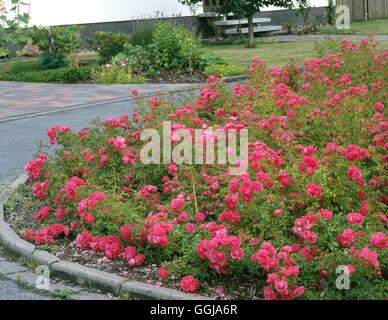 La couverture du sol avec des roses - CLG084374 Banque D'Images