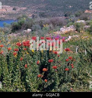 Ramskop Wild Flower Garden - Clanwilliam Afrique du Sud Leucospermum en premier plan GDN PH087024 Banque D'Images