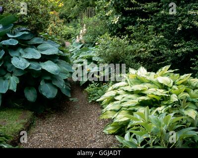 NTS - Perth Branklyn Garden Écosse.- - Veuillez emplacement Crédit Photos Horticultura DGN102551 Banque D'Images