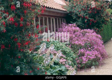 L'ancien presbytère- East Ruston Norfolk- - Geranium palmatum AGA dans le jardin clos- - (veuillez citer l'emplacement) DGN Banque D'Images