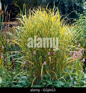 Miscanthus sinensis 'Zebrinus' - GRA002954 Banque D'Images
