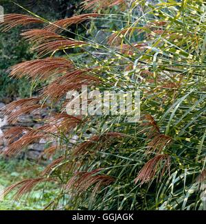 Miscanthus sinensis 'Zebrinus' - GRA019416 Banque D'Images