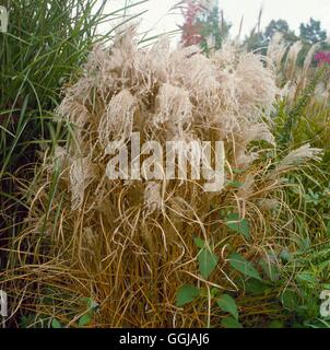 Miscanthus sinensis 'Kleine Fontane - AGA' GRA046984 Banque D'Images