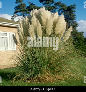 Cortaderia selloana GRA052850 Banque D'Images