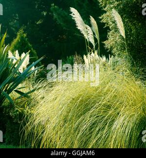 Cortaderia selloana - 'Aureolineata» - Syn (C.S. 'Gold Band') GRA058832 /P Banque D'Images