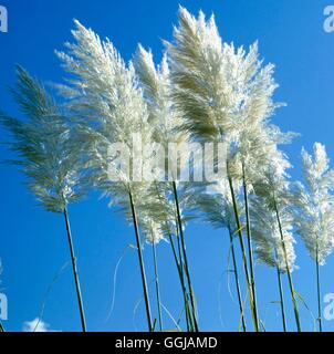 Cortaderia selloana - 'Aureolineata' GRA059001 Banque D'Images