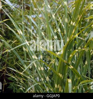 Miscanthus sinensis 'Strictus' AGM - GRA080076 Banque D'Images