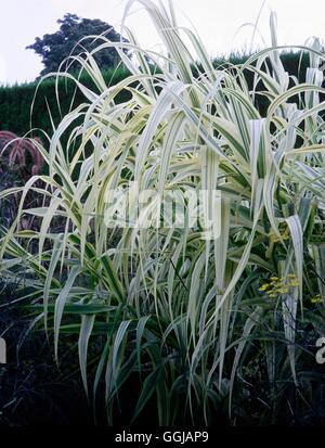 - Arundo donax var. versicolor (Syn. A. d 'Variegata') GRA085472 /Photosho Banque D'Images