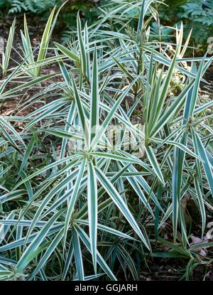 Carex phyllocephala - 'Sparkler' GRA098498 Banque D'Images