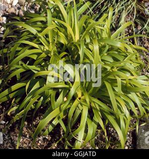 Luzula sylvatica - 'Hohe Tatra' GRA108348 Banque D'Images