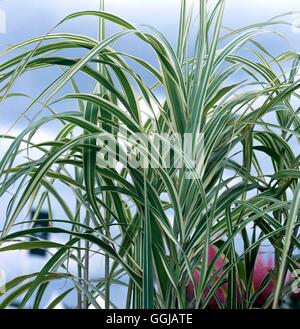 - Miscanthus sinensis var. condensatus 'Cosmopolitan' AGM GRA108456 /Photo Banque D'Images