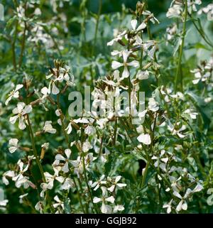 Rocket - en fleur (Eruca vesicaria subsp. sativa) SA057012 Banque D'Images