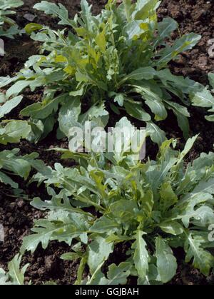 - (Rocket Eruca vesicaria subsp. sativa) SA078408 Banque D'Images