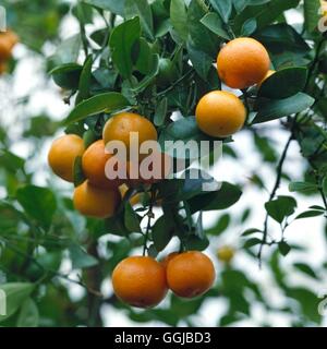 X Citrofortunella microcarpa - (Syn : Citrus mitis) Calamondin HPS Orange Photos Horticul000867 Banque D'Images