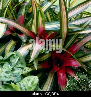 Neoregelia carolinae tricolor - f001244 de la SPLI. Banque D'Images