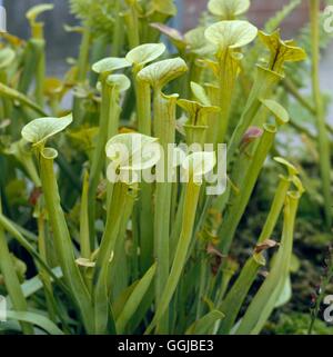 Plantes carnivores : - Sarracenia flava trompette jaune ''Yellow Sarracénie''' HPS009017 P' Banque D'Images