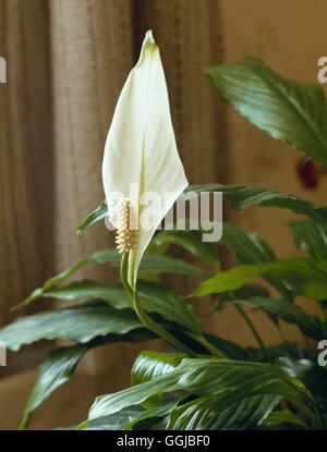 La paix - Spathiphyllum wallisii HPS Lily013444 Banque D'Images