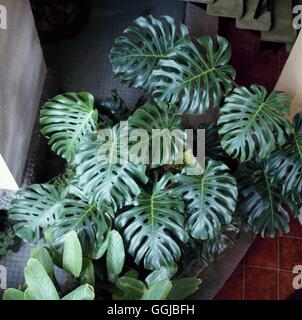 Monstera deliciosa - Swiss Cheese Plant HPS018833 Banque D'Images