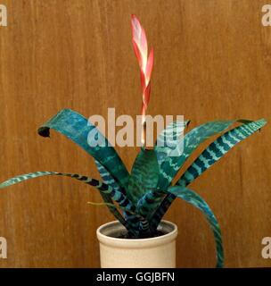 Vriesea splendens - épée de feu HPS020752 Banque D'Images