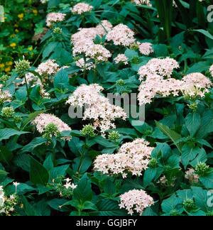 Pentas lanceolata - Star égyptienne HPS Cluster025457 Banque D'Images