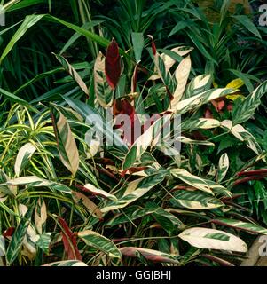 Ctenanthe oppenheimiana - 'Tricolor' ---jamais jamais Plant HPS041447 /Photo Banque D'Images