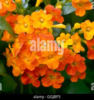 Streptosolen jamesonii Marmelade - HPS Bush060515 Banque D'Images