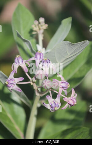 Calotropis gigantea ou fleur de la couronne et la fleur le arbre dans le jardin. Banque D'Images