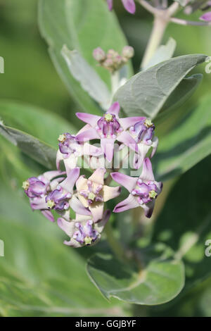 Calotropis gigantea ou fleur de la couronne et la fleur le arbre dans le jardin. Banque D'Images