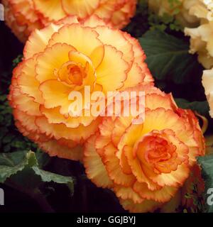 Begonia x tuberhybrida - 'peut-can' HPS109414 Banque D'Images