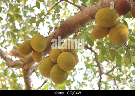 Jaque sur l'arbre dans le jardin de fruits. Banque D'Images