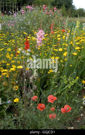 Attribution- avec des petits pois du jardin fleurs de maïs - glaïeul et coquelicots MIW250226 Banque D'Images
