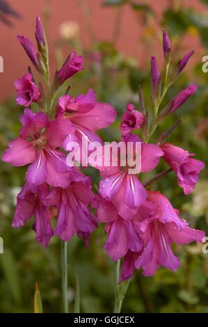 Gladiolus communis subsp. byzantinus AGA- MIW250267 Banque D'Images