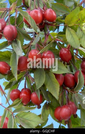 Hanches- de Rosa glauca MIW250332 Banque D'Images