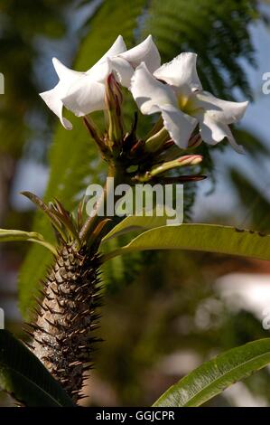 Pachypodium lamerei- AGA - Madagascar Palm MIW250452 Banque D'Images