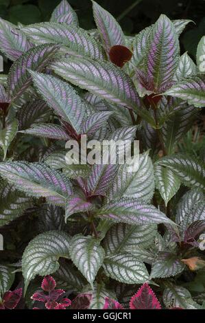 Strobilanthes dyerianus- - Persian Shield MIW250456 Banque D'Images