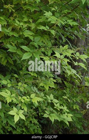 Vitex negundo- - Chinois Gattilier MIW250473 Banque D'Images