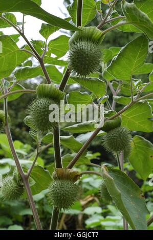 Datura metel- - Horn of Plenty MIW250481 Banque D'Images