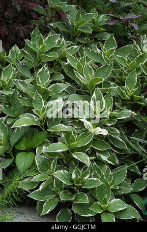 L'Hydrangea macrophylla 'Tricolor' - MIW250490 Banque D'Images