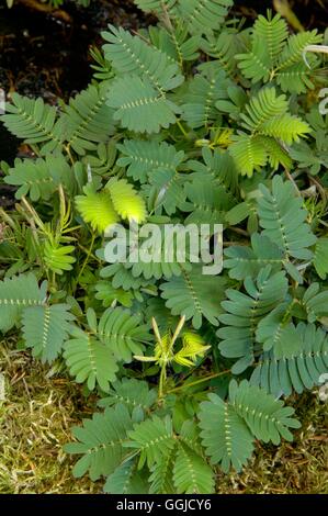 Plante Sensitive Mimosa pudica - MIW250543 Banque D'Images