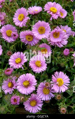 Aster novae-angliae Barr- 'Pink' MIW250547 Banque D'Images