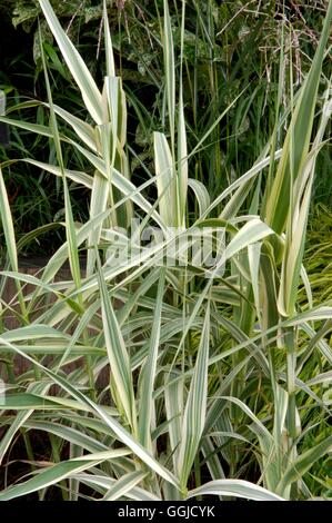 Arundo donax var. versicolor MIW250553 Banque D'Images