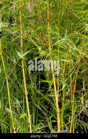 Phyllostachys aureosulcata aureocaulis MIW AGA.f250554 Banque D'Images