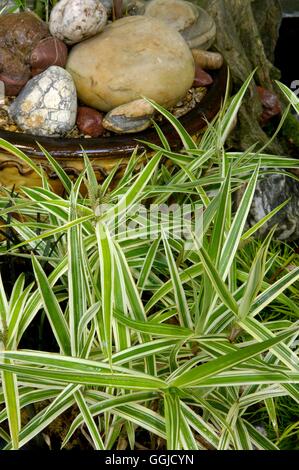 Carex phyllocephala - 'Sparkler' MIW250555 Banque D'Images