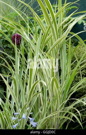 Miscanthus sinensis- var. condensatus 'Cosmopolitan' MIW250567 Banque D'Images