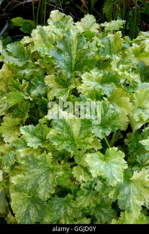 Heuchera '- fraises et crème' MIW250574 Banque D'Images