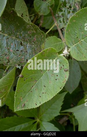-- Coléoptère nuisible de la Viorne -- feuilles (pyrrhalta Chrysomèle) SMI250605 Photos Horticu Banque D'Images