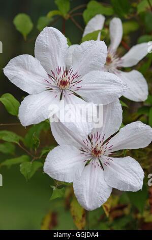 Clematis - 'Jan Pawel II'- - (Syn C. 'Jean Paul II') SMI250754 Banque D'Images